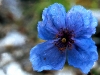 Himalayan Blue Poppy Zanskar India